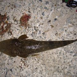 ワームのチョイ投げにて