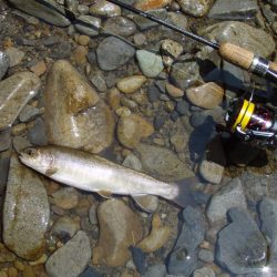 渓流ミノーイング