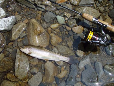 渓流ミノーイング