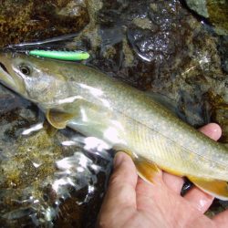 渓流ミノーイング イワナ!