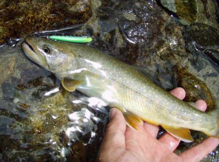渓流ミノーイング イワナ!