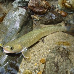 渓流ミノーイング