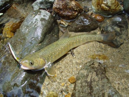 渓流ミノーイング
