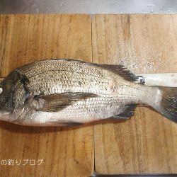 紀州釣りで1枚ゲット!