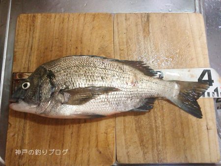 紀州釣りで1枚ゲット!