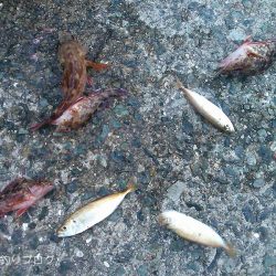 小1時間のファミリーフィッシング