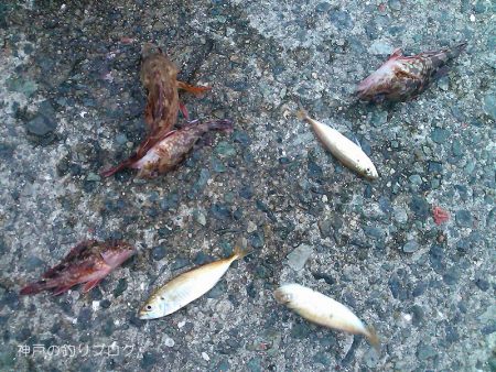 小1時間のファミリーフィッシング