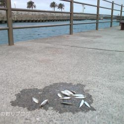 30分で豆アジ12匹！