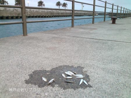 30分で豆アジ12匹！