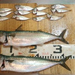 ウキ釣りで小さめ大サバ！