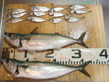 ウキ釣りで小さめ大サバ！