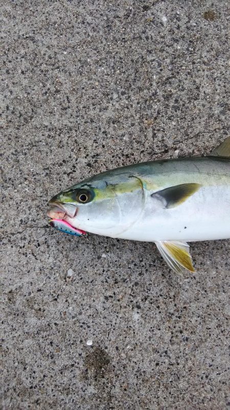 シーバスではなくハマチでした