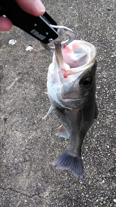 いつものシーバス