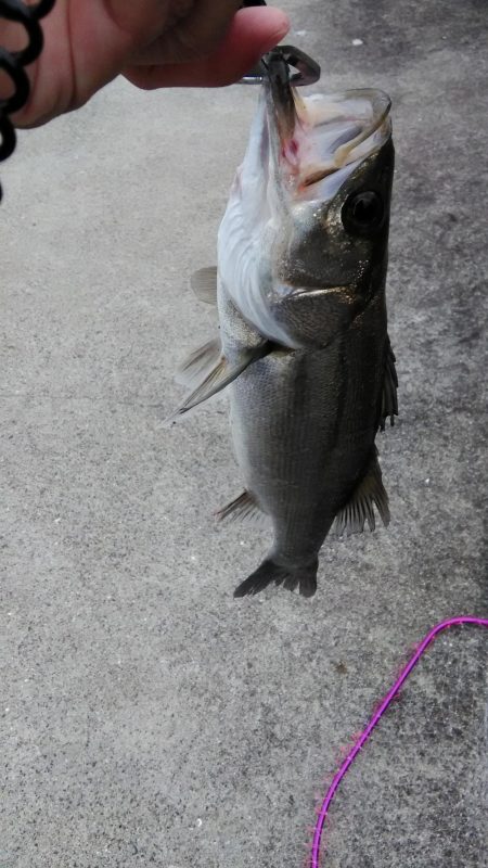 今日のシーバス