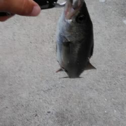 ｾｲｺﾞクラスのみ