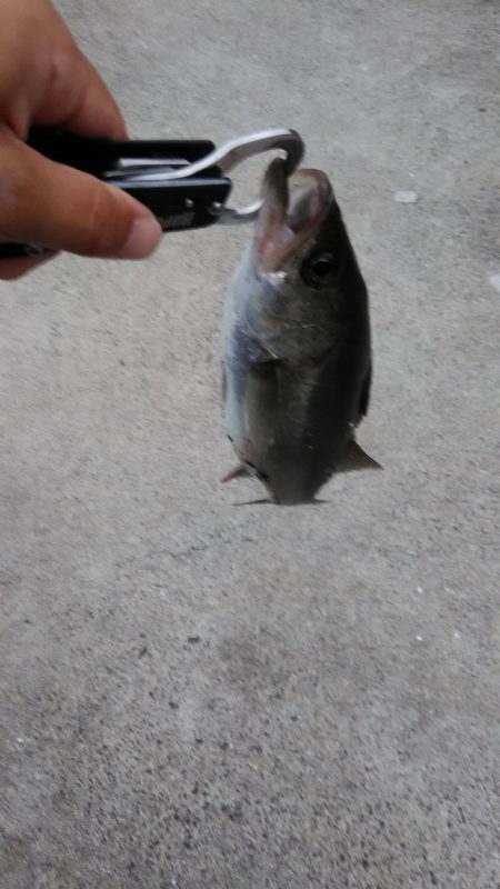 ｾｲｺﾞクラスのみ