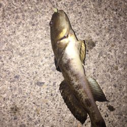 ワームでメバル、底攻めでハゼ