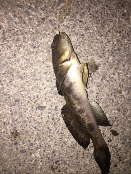 ワームでメバル、底攻めでハゼ