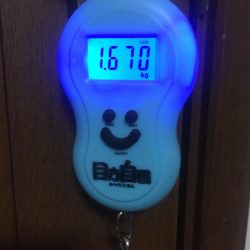 悪天候でアオリイカゲット