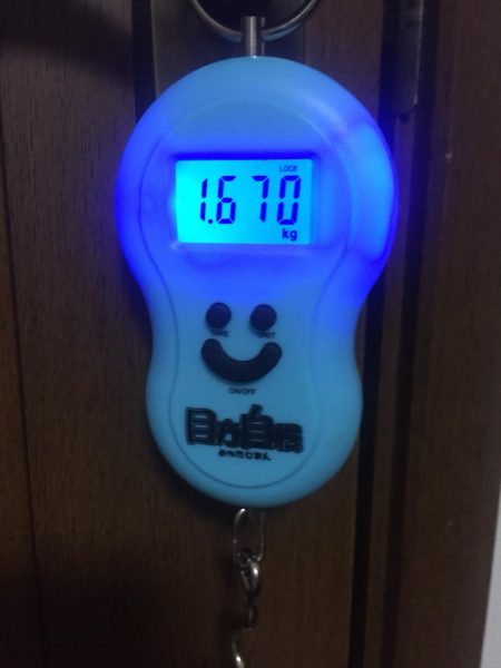 悪天候でアオリイカゲット