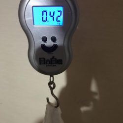 石津浜でアオリイカエギングしかしサイズに恵まれず