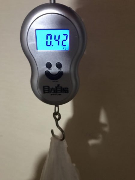 石津浜でアオリイカエギングしかしサイズに恵まれず