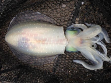 アオリイカ各地で釣れてます