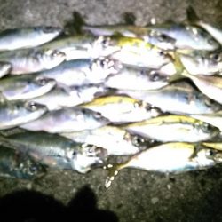 アミパターン　アジング