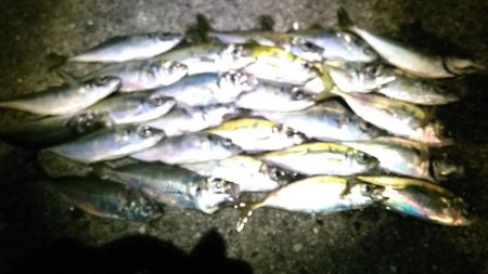 アミパターン　アジング