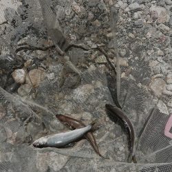 追い気なし・・・