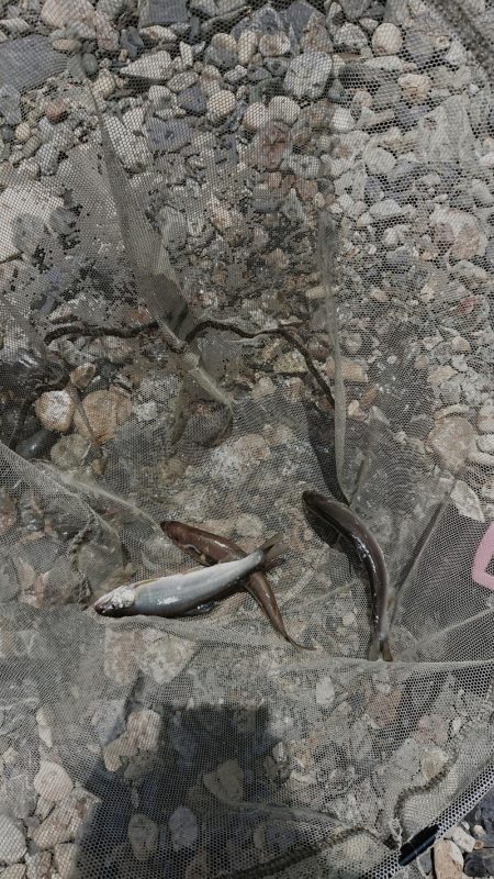 追い気なし・・・