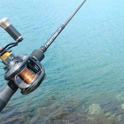 デイロックフィッシュ