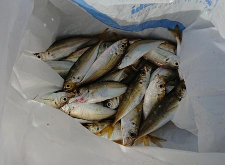 サビキでは釣れる
