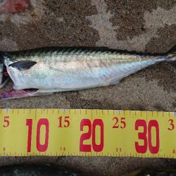 大アジ五目釣行(泉州丸)