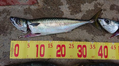 大アジ五目釣行(泉州丸)