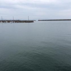 タコエギでイカ