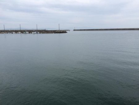 タコエギでイカ