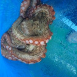 船タコ釣り　良型多し