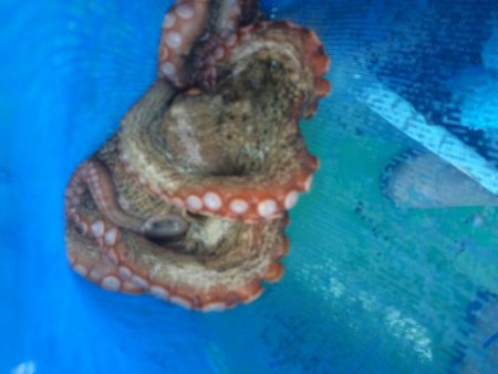 船タコ釣り　良型多し