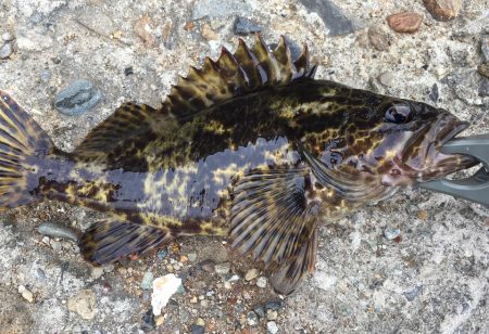 キビレとタッケー