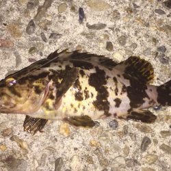 アジングなのにアジ釣れん！