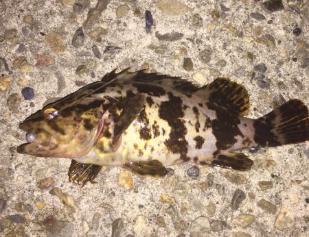 アジングなのにアジ釣れん！