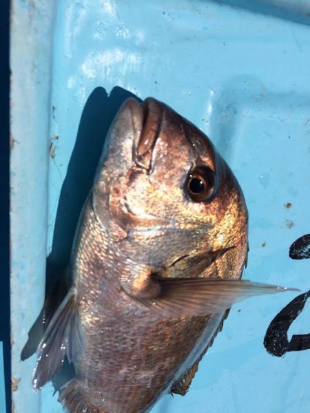 ボートフィッシング