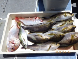 石川丸 釣果