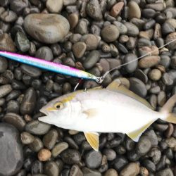 中紀で梅雨のキロアップアオリイカ