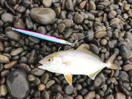 中紀で梅雨のキロアップアオリイカ