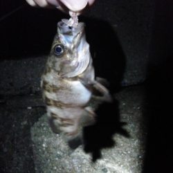 エラがかり、ボラばかり