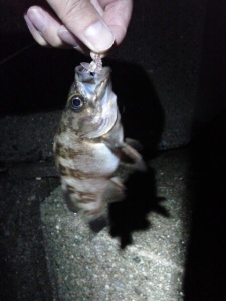 エラがかり、ボラばかり