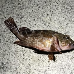 タコ狙いからの〜