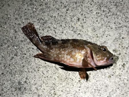 タコ狙いからの〜